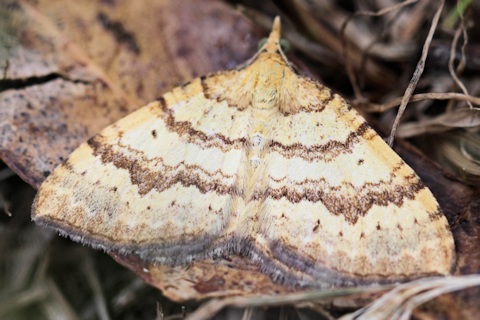 Vik Dunis: Chrysolarentia insulsata Moth
